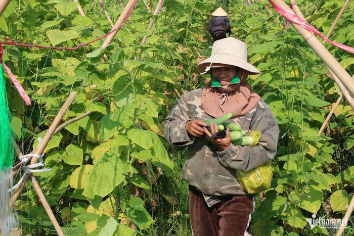 Nhân công tại trang trại thu hoạch dưa chuột.