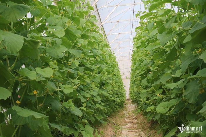 4 nhà màng trồng dưa lưới, mỗi năm 2 vụ mang lại cho anh Vũ lợi nhuận khoảng 800 triệu đồng.