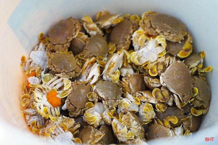 Hiện nay, tại xã Thạch Khê có khoảng 10 - 15 hộ dân thường xuyên tham gia nghề câu cúm núm. Sản lượng thu được chủ yếu được HTX Hoàng Gia Lan (xã Thạch Khê) thu mua để chế biến.