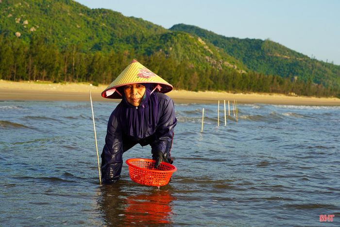 Bà Nguyễn Thị Lưu (xã Thạch Khê) chia sẻ: “Cúm núm thường xuất hiện nhiều từ khoảng tháng 3 đến hết tháng 6 hằng năm. Hơn 1 tháng nay, ngày nào tôi cũng đi câu con cúm núm. Mỗi ngày đi từ 4 giờ sáng đến 7-8 giờ lại về, tôi thu được khoảng 10-20 kg”.