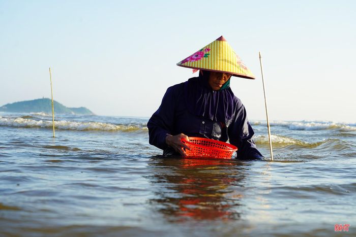 Cứ cách khoảng 10 phút, người dân lại đi thu gom các cần câu đã đặt. Đây là khâu quan trọng bởi người câu phải nhanh tay chụp lấy những con cúm núm đang bám mồi. Chỉ cần chậm một nhịp, chúng sẽ lập tức chui xuống hang hoặc lẩn trốn dưới lớp cát.