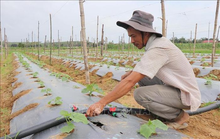Nông dân Quảng Ngãi áp dụng tưới tiết kiệm cho cây trồng. Ảnh: Phạm Cường/TTXVN