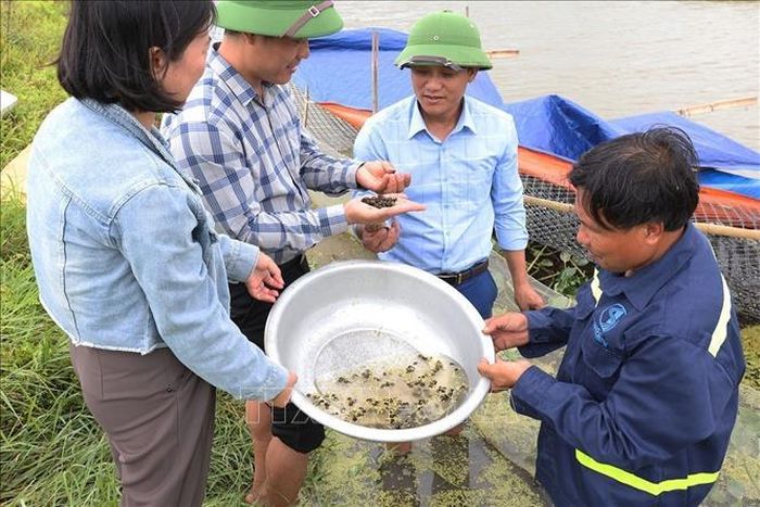 Cán bộ của Trung tâm Khuyến nông tỉnh Hà Tĩnh kiểm tra và chuyển giao kỹ thuật chăn nuôi ốc nhồi ở gia đình ông Nguyễn Duy Anh (ngoài cùng bên phải), thôn Thượng Nguyên, xã Đông Kinh, tỉnh Hà Tĩnh. Ảnh: Vũ Sinh/TTXVN