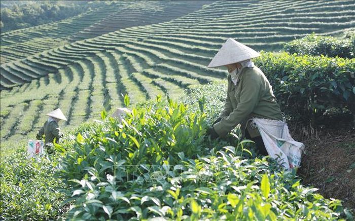Vùng trồng chè sạch, theo tiêu chuẩn VietGap tại xã Bản Bo, tỉnh Lai Châu. Ảnh: Việt Dũng/TTXVN
