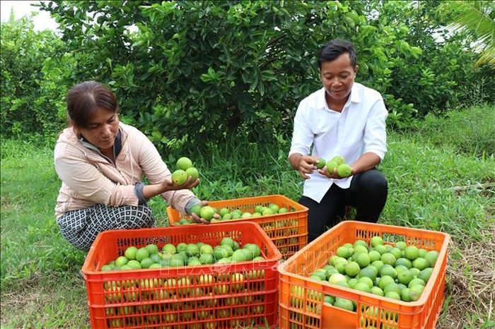 Nông dân thu hoạch chanh không hạt tại xã Song Lộc (Vĩnh Long). Đây là một trong những vùng nguyên liệu liên kết của HTX Thành Chí đang được mở rộng để đáp ứng nhu cầu xuất khẩu sang thị trường Hà Lan. Ảnh: Thanh Hòa/TTXVN