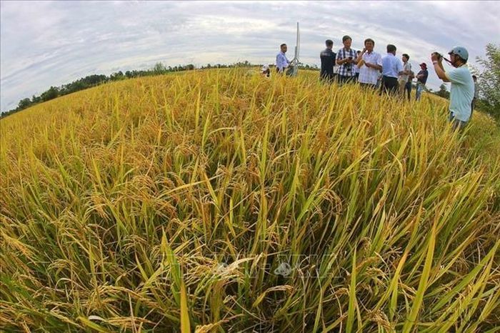 Nông dân tỉnh Hậu Giang thực hiện “Mô hình canh tác lúa thông minh ướt – khô xen kẽ” vụ lúa Hè Thu 2024, cho năng suất lúa đạt gần 8 tấn/ha, cao hơn canh tác truyền thống gần 2 tấn/ha, lợi nhuận thu được hơn 36 triệu đồng/ha, cao hơn canh tác truyền thống gần 12 triệu đồng/ha. Ảnh tư liệu: Duy Khương/TTXVN