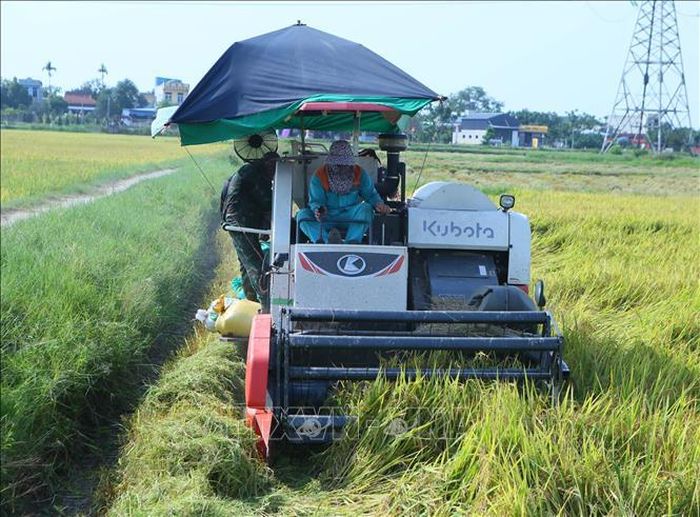 Máy gặt lúa hoạt động trên cánh đồng phường Mỹ Lộc (Ninh Bình). Ảnh: Công Luật/TTXVN