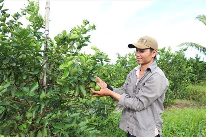 Nông dân thu hoạch chanh không hạt tại xã Song Lộc (Vĩnh Long).