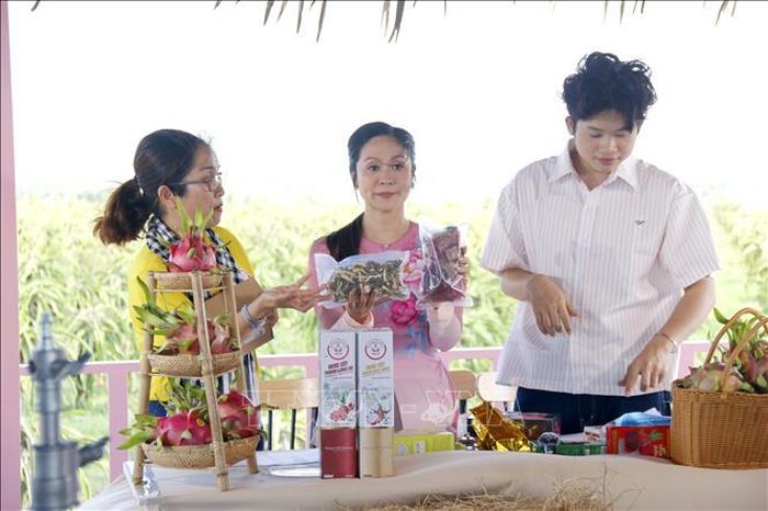Phiên livestream bán sản phẩm thanh long trên sàn thương mại điện tử của một hợp tác xã thanh long tại xã Hàm Thuận Nam vào năm 2025.