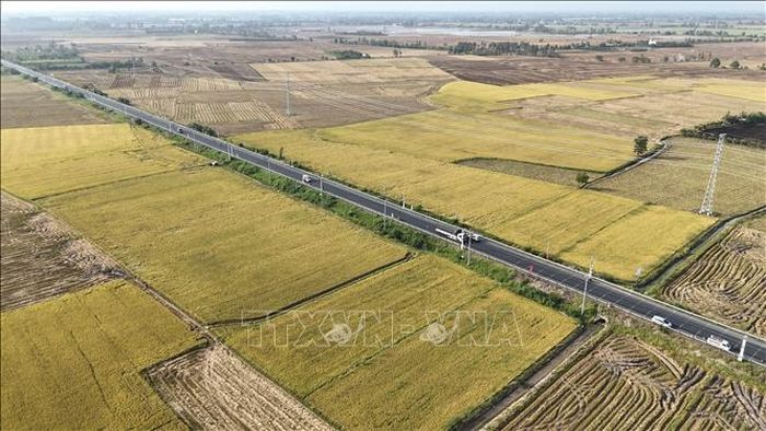 Vùng sản xuất theo Đề án 1 triệu héc-ta lúa chất lượng cao, phát thải thấp tại xã Bình Mỹ, tỉnh An Giang. Ảnh: TTXVN