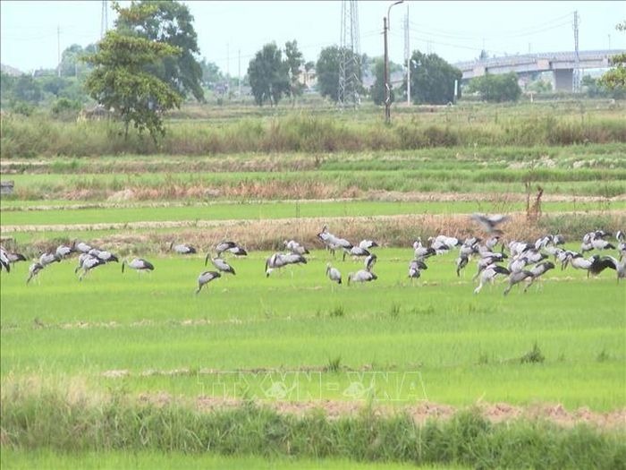 Hàng nghìn con cò nhạn xuất hiện trên các cánh đồng phường Nam Đông Hà. Ảnh: TTXVN phát