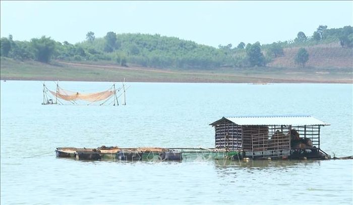 Nhiều lồng bè từng nhộn nhịp nay bị bỏ trống hoặc chỉ nuôi cầm chừng để giữ nghề.