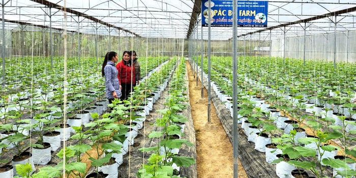 Lãnh đạo và cán bộ NHCSXH tỉnh Cao Bằng và các phòng giao dịch trực thuộc luôn gắn bó, tận tâm hỗ trợ người dân sử dụng vốn vay phát triển sản xuất, cải thiện cuộc sống.