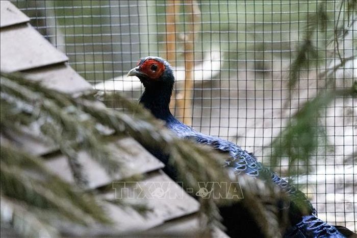Một cá thể Gà lôi Việt Nam ra đời tại công viên vườn thú Pairi Daiza. Ảnh : TTXVN phát