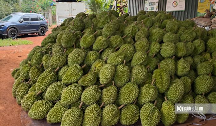 Giá sầu riêng năm nay biến động mạnh, song nhu cầu thu mua phục vụ xuất khẩu vẫn duy trì ở mức cao tại nhiều vùng trồng của Đồng Nai.