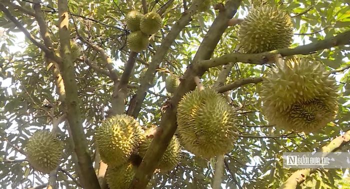 Chất lượng trái ổn định cùng lợi thế thu hoạch muộn giúp sầu riêng Đồng Nai duy trì sức cạnh tranh trên thị trường trong nước và xuất khẩu.