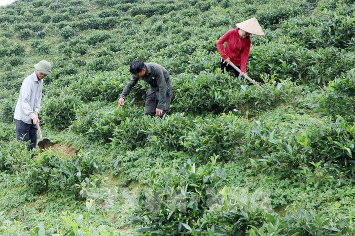 Người dân xã Bản Bo (Lai Châu) chăm sóc vùng trồng chè sạch, tiêu chuẩn VietGap. Ảnh: Việt Dũng - TTXVN 