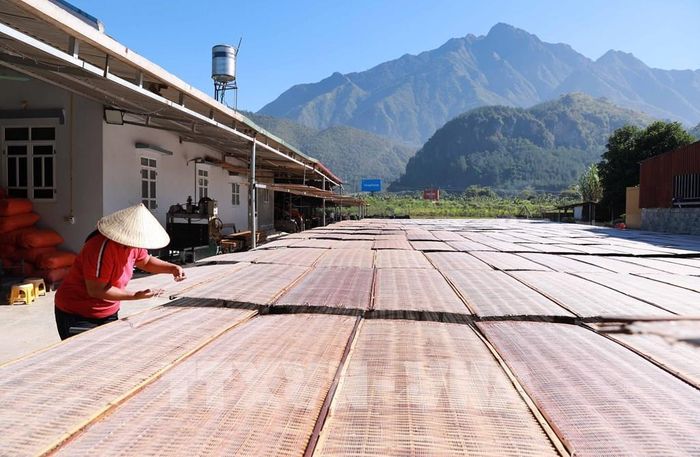 Phơi miến dong tại Hợp tác xã Nông nghiệp và Dịch vụ Bình Lư (xã Bình Lư, tỉnh Lai Châu). Ảnh: Việt Dũng - TTXVN 