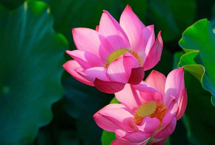 Sen nở rộ vào buổi sáng sớm. Ảnh: Diễm Phúc 