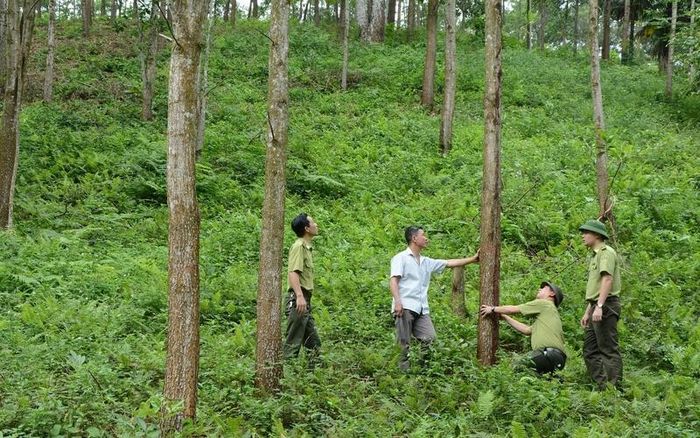 Nhiều loại gỗ rừng trồng trong nước, đặc biệt là gỗ keo có chứng chỉ FSC, hiện đã đáp ứng được các yêu cầu kỹ thuật cao, thậm chí được sử dụng để sản xuất các sản phẩm ngoài trời xuất khẩu. Ảnh minh họa