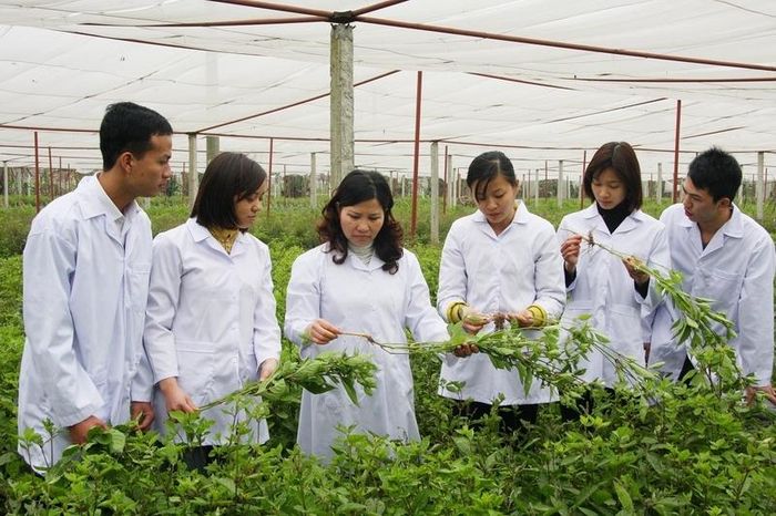 Lĩnh vực dược liệu Việt Nam có tiềm năng phát triển trở thành một ngành kinh tế - Ảnh minh họa