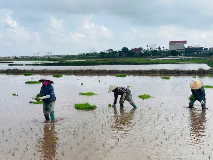 Cùng với đó, các địa phương đã gieo khoảng 1.122,9 tấn mạ và gieo cấy khoảng 801,9 ha lúa.