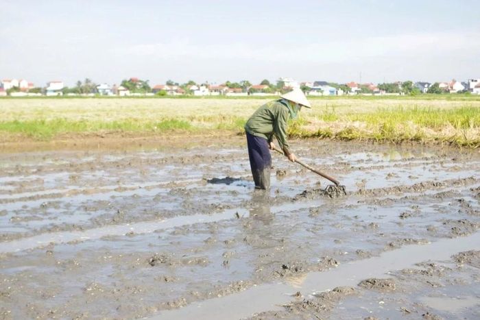 Theo thống kê của Chi cục Trồng trọt và Bảo vệ thực vật, đến ngày 6/6, các địa phương đã hoàn thành việc giải phóng đất sản xuất lúa là 36.700 ha/ 110.500 ha, đạt 33,2% kế hoạch.