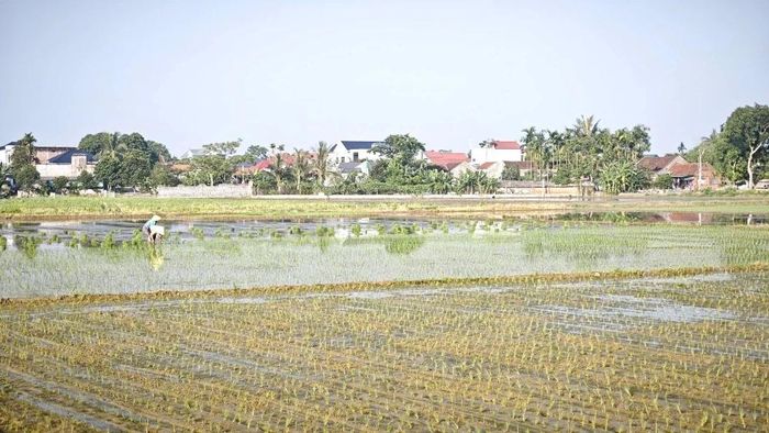 Các địa phương chỉ bố trí trà mùa sớm trên diện tích bố trí cây trồng vụ Đông sớm hoặc trên diện tích lúa hè thu tránh lũ, với các loại giống, như: TBR87, TBR97, Việt Lai 20, TBR225, Bắc Thịnh, Thiên ưu 8, Đài Thơm 8, Dự Hương 8, Hương Bình... và các giống nếp trên diện tích trà muộn.