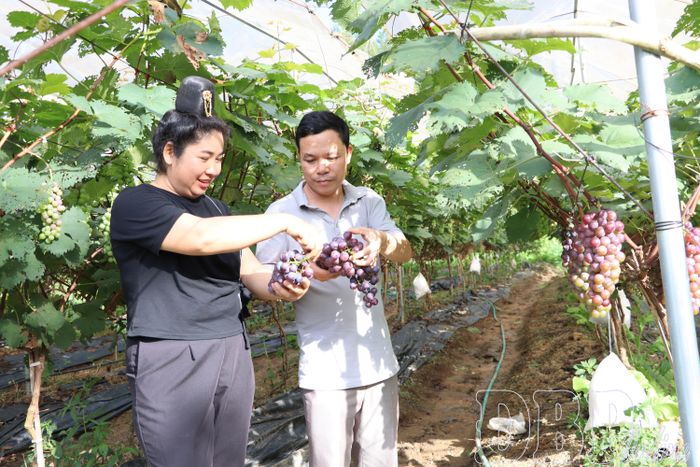 Người dân tổ 3, xã Na Son triển khai mô hình trồng nho hạ đen với hỗ trợ kỹ thuật của cán bộ nông nghiệp xã. 
