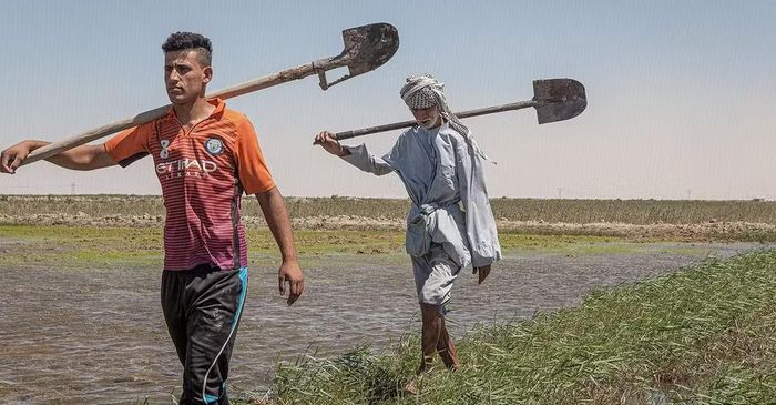 Cải tạo đất - yếu tố sống còn đối với môi trường sinh thái Iraq.