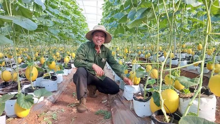 Nông dân xã Ia Phí phát triển mô hình sản xuất dưa lưới trong nhà màng theo hướng ứng dụng công nghệ cao. Ảnh: Nguyễn Diệp