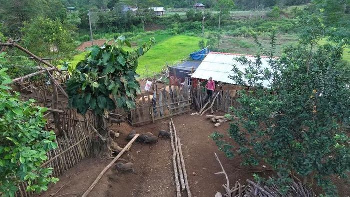Mô hình chăn nuôi heo đen lai rừng thả rông đang là hướng phát triển kinh tế bền vững. Ảnh: Thanh Sáng