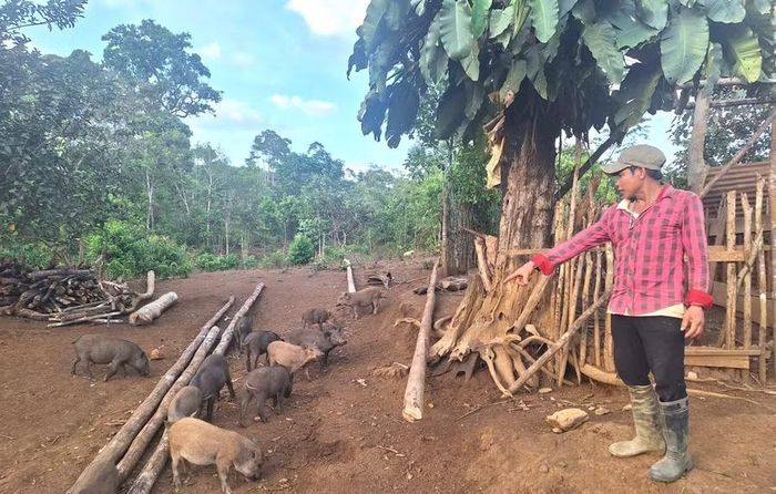 Hộ ông Phạm Văn Đề có thu nhập ổn định nhờ mô hình chăn nuôi heo đen thả rông. Ảnh: Quang Tấn