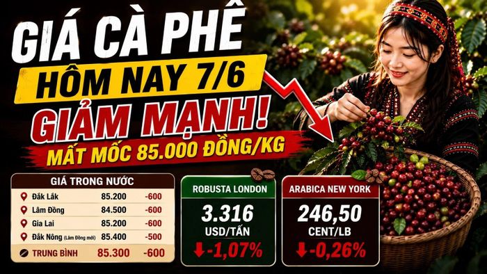 Cập nhật giá cà phê Tây Nguyên và thế giới sáng 7/6/2026