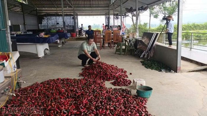 Mô hình nuôi trồng thủy sản kết hợp trồng ớt của anh Hà Đức Toàn mang lại nguồn thu trên 300 triệu đồng mỗi năm.