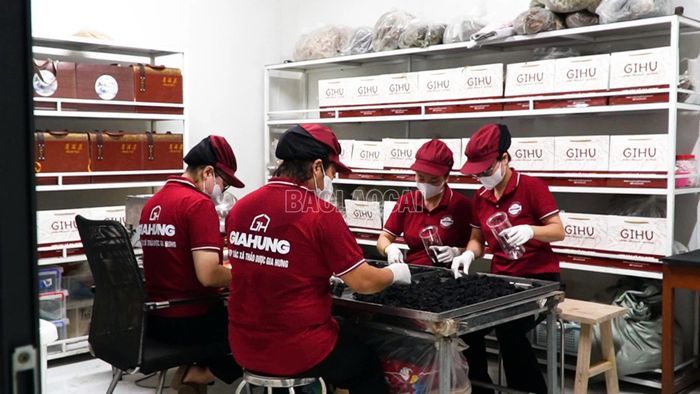 Hội viên nông dân Hợp tác xã Nông sản và Dược liệu Gia Hưng đẩy mạnh sản xuất, lập thành tích thiết thực chào mừng Đại hội đại biểu toàn quốc Hội Nông dân Việt Nam nhiệm kỳ 2026 - 2031.