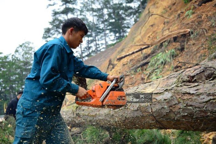 Thông ngã đổ ra đường, lực lượng chức năng khẩn trương cưa cây, dọn dẹp hiện trường (Ảnh tư liệu)