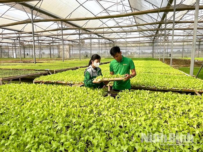 Sản xuất rau an toàn tại Công ty TNHH Đầu tư, Sản xuất phát triển nông nghiệp Wineco, xã Nhân Hà.