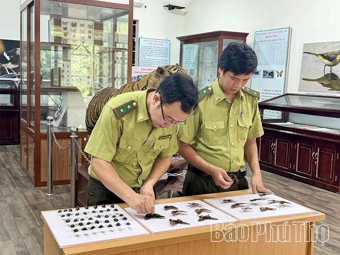 Công tác bảo quản các mẫu vật phục vụ nghiên cứu, giáo dục môi trường tại Phòng Tiêu bản.