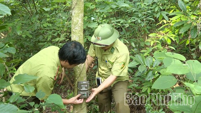 Cán bộ Vườn Quốc gia Tam Đảo đặt bẫy ảnh nhằm phát hiện các loài động vật hoang dã.