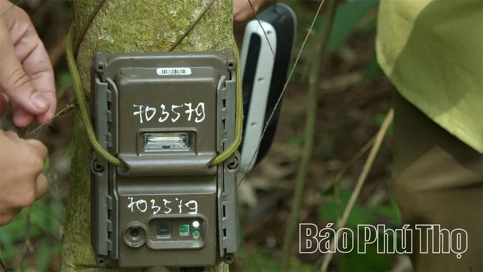 Bẫy ảnh được đặt cố định và thu thập thông tin sau khoảng 30 ngày.