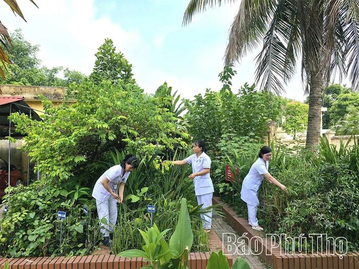 Nhân viên Trạm y tế xã Vĩnh Phú chăm sóc vườn cây thuốc nam.