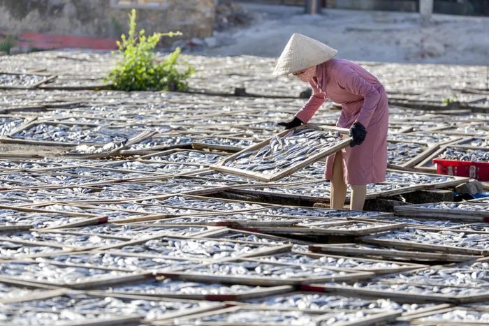 Công đoạn lật trở vỉ cá dưới nắng biển miền Trung