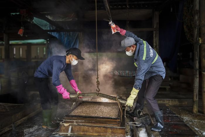 Hấp cá trong lò trước khi đưa ra sân phơi 