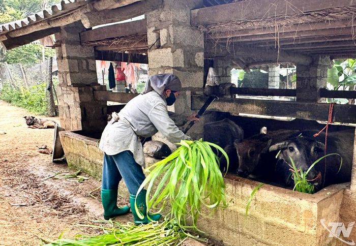 Người dân thôn Nà Vài, xã Nghiên Loan phát triển chăn nuôi trâu theo hình thức sinh sản.