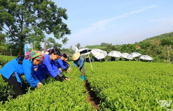 Bà con nông dân xóm Minh Tiến, xã Đồng Hỷ duy trì hình thức đổi công hái chè, góp phần thắt chặt tình làng nghĩa xóm và hỗ trợ nhau phát triển kinh tế.