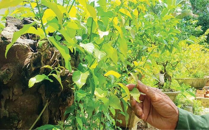 Cây bồ quân - nơi lưu giữ 1 phần ký ức của ông Thông