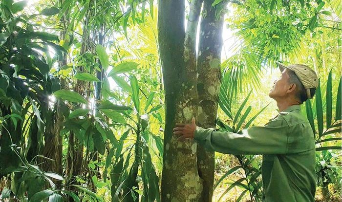 Cây chay được ông Thông xin giống trồng trong vườn nhà