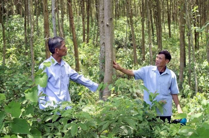 Giao đất, giao rừng để đảm bảo lâm nghiệp phát triển bền vững. Ảnh minh họa