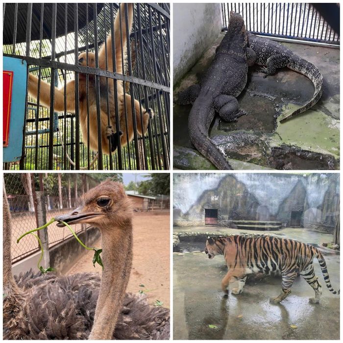 Một số loài động vật quý hiếm được chăm sóc và bảo tồn trong khuôn viên Trại rắn Đồng Tâm. Ảnh: Đức Linh.
